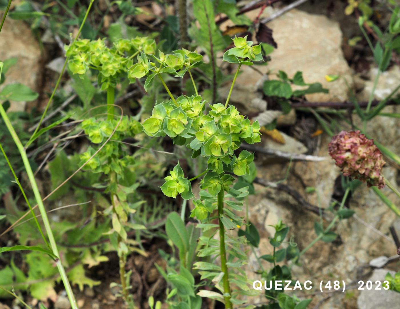 Spurge, Sickle plant